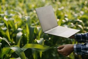 agricultor utilizar el núcleo datos red en el Internet desde el móvil a validar, prueba, y Seleccione el nuevo cosecha método. joven agricultores y tabaco agricultura foto