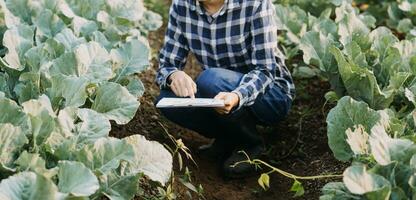 Agriculturist utilize the core data network in the Internet from the mobile to validate, test, and select the new crop method. Young farmers and tobacco farming photo