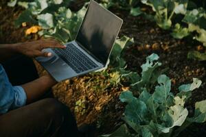 Agriculturist utilize the core data network in the Internet from the mobile to validate, test, and select the new crop method. Young farmers and tobacco farming photo