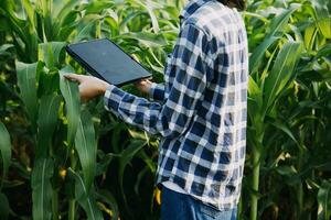 Agriculturist utilize the core data network in the Internet from the mobile to validate, test, and select the new crop method. Young farmers and tobacco farming photo