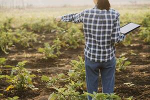 Agriculturist utilize the core data network in the Internet from the mobile to validate, test, and select the new crop method. Young farmers and tobacco farming photo