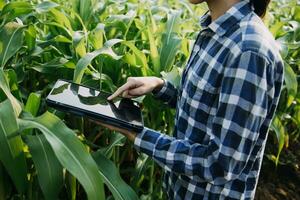 Agriculturist utilize the core data network in the Internet from the mobile to validate, test, and select the new crop method. Young farmers and tobacco farming photo