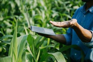 Agriculturist utilize the core data network in the Internet from the mobile to validate, test, and select the new crop method. Young farmers and tobacco farming photo