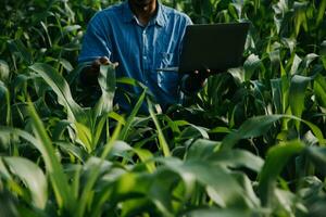 Agriculturist utilize the core data network in the Internet from the mobile to validate, test, and select the new crop method. Young farmers and tobacco farming photo
