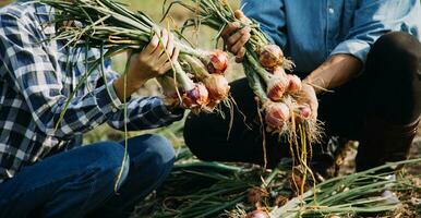 Agriculturist utilize the core data network in the Internet from the mobile to validate, test, and select the new crop method. Young farmers and tobacco farming photo