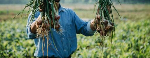 Agriculturist utilize the core data network in the Internet from the mobile to validate, test, and select the new crop method. Young farmers and tobacco farming photo