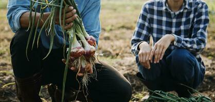 Agriculturist utilize the core data network in the Internet from the mobile to validate, test, and select the new crop method. Young farmers and tobacco farming photo