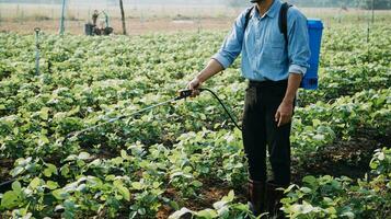 Agriculturist utilize the core data network in the Internet from the mobile to validate, test, and select the new crop method. Young farmers and tobacco farming photo