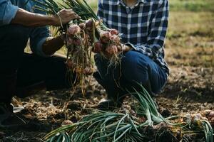 Agriculturist utilize the core data network in the Internet from the mobile to validate, test, and select the new crop method. Young farmers and tobacco farming photo