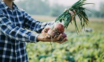 Agriculturist utilize the core data network in the Internet from the mobile to validate, test, and select the new crop method. Young farmers and tobacco farming photo
