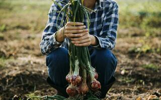 agricultor utilizar el núcleo datos red en el Internet desde el móvil a validar, prueba, y Seleccione el nuevo cosecha método. joven agricultores y tabaco agricultura foto