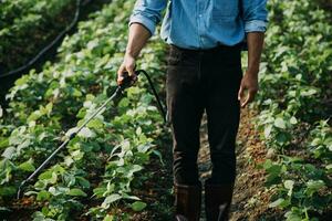 Agriculturist utilize the core data network in the Internet from the mobile to validate, test, and select the new crop method. Young farmers and tobacco farming photo