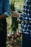 Agriculturist utilize the core data network in the Internet from the mobile to validate, test, and select the new crop method. Young farmers and tobacco farming photo