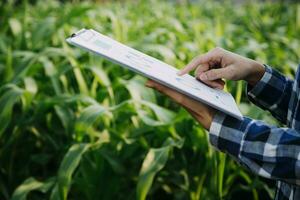 Agriculturist utilize the core data network in the Internet from the mobile to validate, test, and select the new crop method. Young farmers and tobacco farming photo