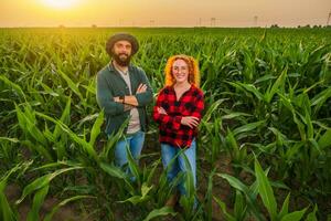 familia agrícola ocupación. hombre y mujer son cultivando maíz. ellos son satisfecho con bueno Progreso de plantas. foto