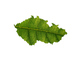 tchèque carte fabriqué de vert feuilles écologie concept png