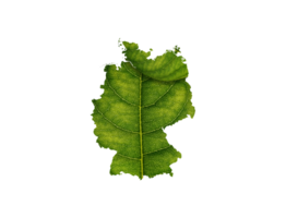 Germany map made of green leaves ecology concept png