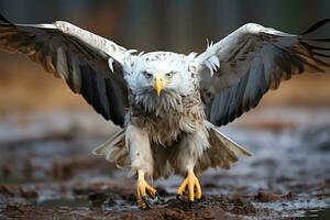 calvo águila Haliaeetus leucocéfalo americano águila volador en el brumoso bosque. filtrado imagen procesada Clásico efecto. ai generativo foto