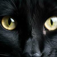 Close-up of black cat's eyes. Shallow depth of field. photo