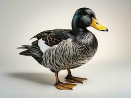 Mallard duck isolated on white background. 3D illustration. Studio. AI Generative photo