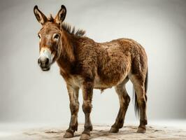 retrato de un Burro en un gris antecedentes. de cerca. ai generativo foto