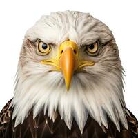 Bald Eagle Portrait Isolated on white Background. 3d Rendering AI Generative photo