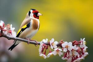 jilguero carduelis carduelis en un floración rama. hermosa pájaro en un rama de Cereza flores en un amarillo antecedentes ai generativo foto