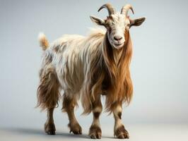 Young white goat standing on gray background. Studio shot. Full length. AI Generative photo