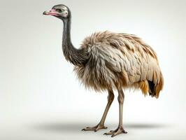 Ostrich bird isolated on white background with clipping path and shadow AI Generative photo