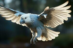 White parrot in flight with wings outspread in the air. AI Generative photo