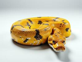 Yellow boa constrictor snake isolated on white background with clipping  path. AI Generative 30550023 Stock Photo at Vecteezy