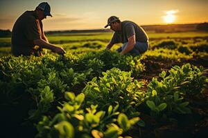 Farmer and agronomist at work in the field of vegetables. AI Generative photo