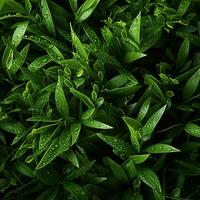 Green leaves with water drops. Natural background. Close-up. AI Generative photo
