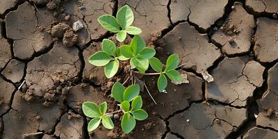 Young plant growing in the soil. Concept of new life and agriculture. Dry land with cracked ground and green plants. 3d render.  AI generated photo