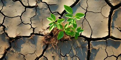 Young plant growing in the soil. Concept of new life and agriculture. Dry land with cracked ground and green plants. 3d render.  AI generated photo