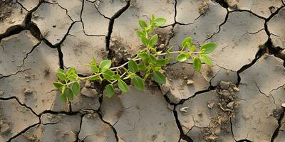 Young plant growing in the soil. Concept of new life and agriculture. Dry land with cracked ground and green plants. 3d render.  AI generated photo