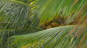 Palma com cocos acenando dentro a vento video