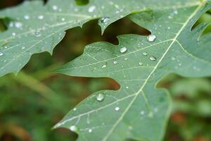 papaya leaf with water drops in the morning photo