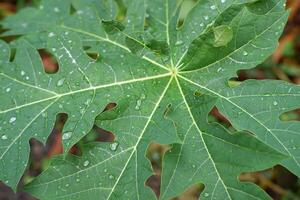 papaya leaf with water drops in the morning photo