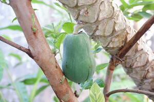 papaya Fruta en un árbol en el jardín, valores foto