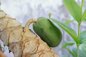 Papaya fruit on a tree in the garden, stock photo