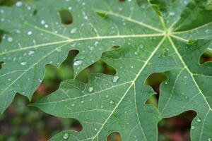 papaya leaf with water drops in the morning photo