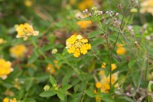 Yellow Lantana camara flower blooming with green leaf background photo