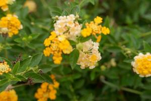 Yellow Lantana camara flower blooming with green leaf background photo