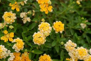 Yellow Lantana camara flower blooming with green leaf background photo