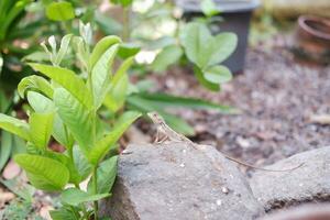 chameleon on the rock in the garden photo