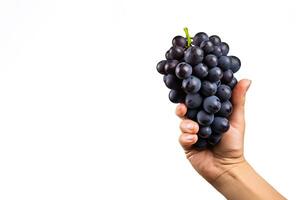 Hand holding dark blue grapes isolated on white background with copy space. ai generated photo