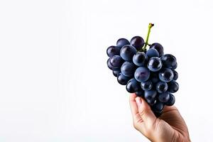 Hand holding dark blue grapes isolated on white background with copy space. ai generated photo