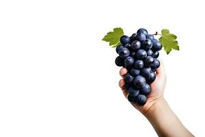 Hand holding dark blue grapes isolated on white background with copy space. ai generated photo