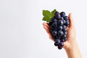 Hand holding dark blue grapes isolated on white background with copy space. ai generated photo